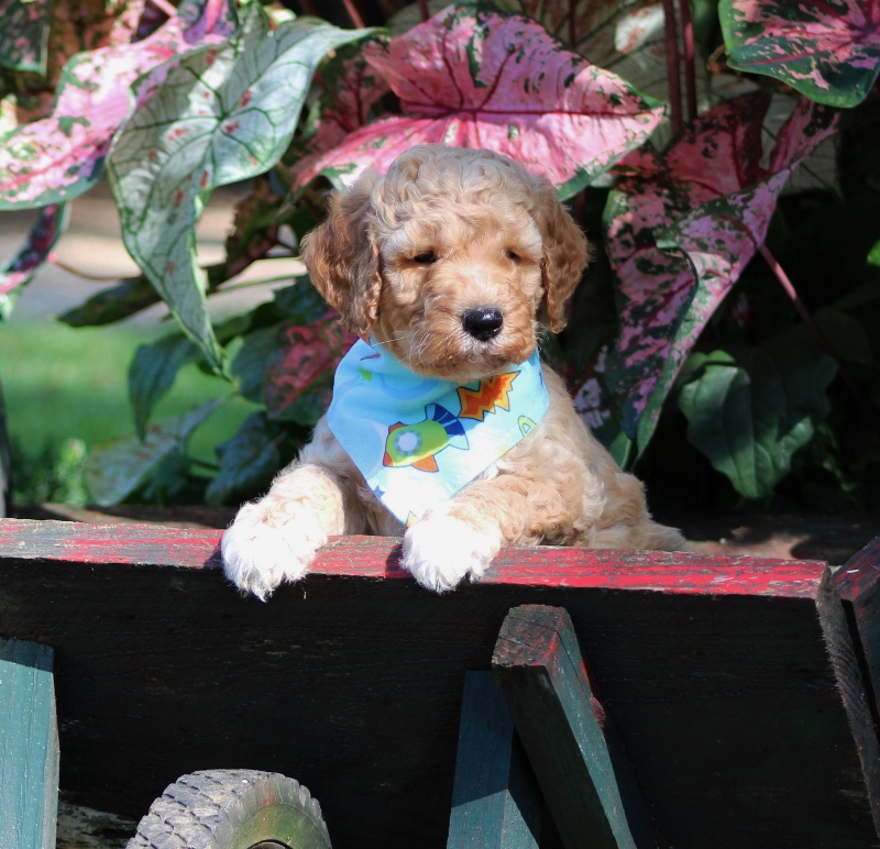 Covington LA Miniature Goldendoodle Puppies for Sale